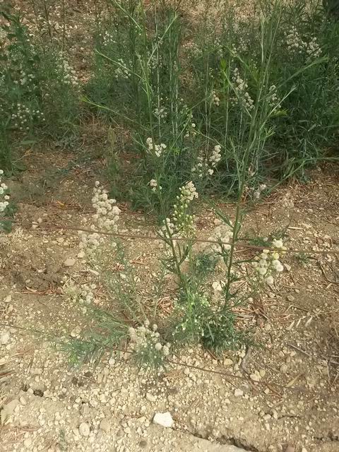 Erigeron bonariensis